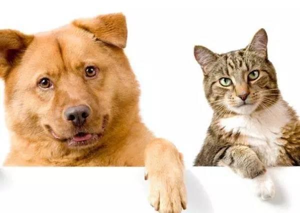 娱乐吃瓜君猫猫狗狗